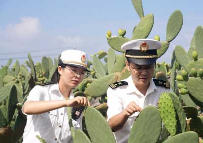 文山可食仙人掌叶片出口越南