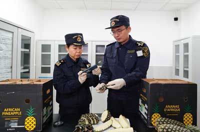 贝宁&ldquo;甜面包&rdquo;菠萝&ldquo;优鲜&rdquo;上市（图）