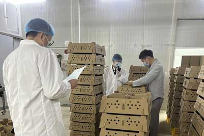 供港鸡苗快速通关（图）