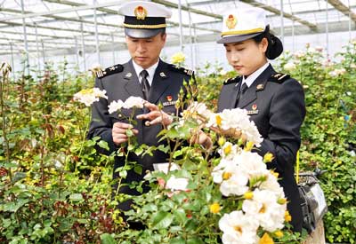 一花寄深情 昆明海关护航&ldquo;云花&rdquo;献礼&ldquo;母亲节&rdquo;（图）