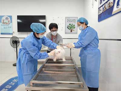 &ldquo;毛孩子&rdquo;赴港团圆更省心更顺畅（图）