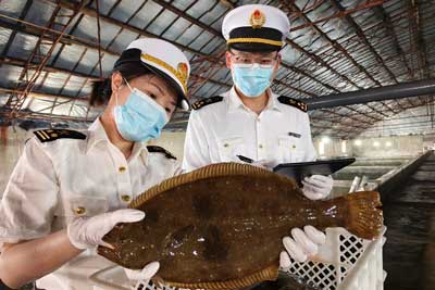 大连活牙鲆鱼首次出口海外市场（图）