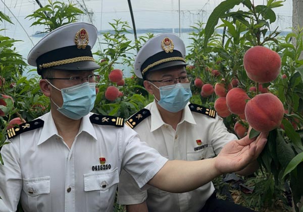 石家庄海关组织专家“一对一”进行政策指导助力河北鲜桃出口中亚