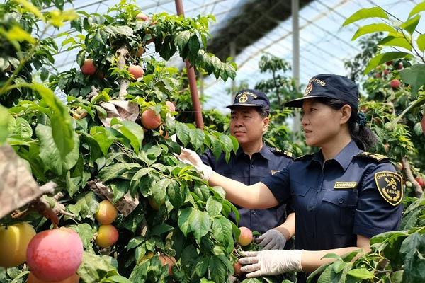 大连海关助力辽南水果鲜飘海外 大连海关助力辽南水果鲜飘海外