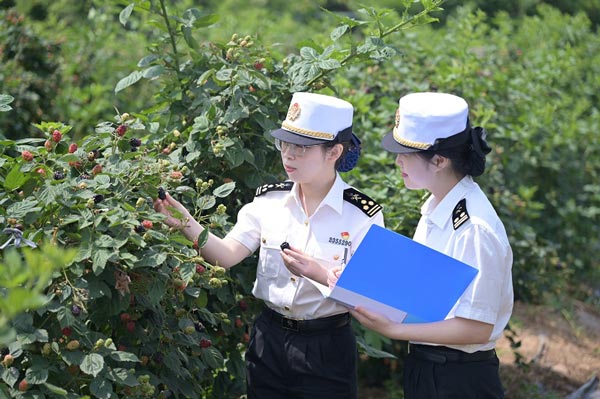 小黑莓种出“莓”好生活 - 扬州海关支持辖区特色农产品出口 小黑莓种出“莓”好生活 - 扬州海关支持辖区特色农产品出口