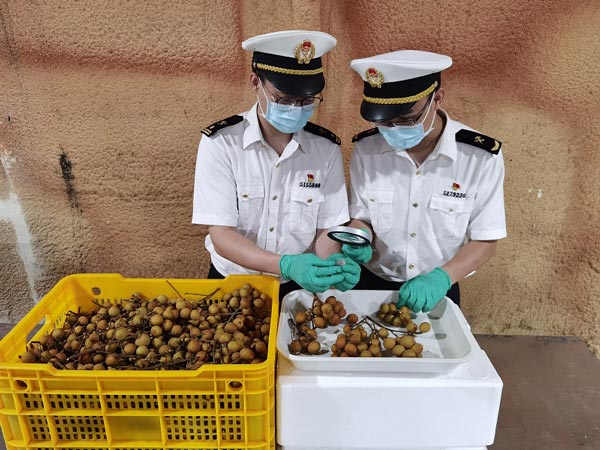 海关助力 广东龙眼、黄皮接“荔”出海 海关助力 广东龙眼、黄皮接“荔”出海
