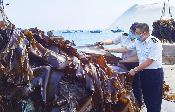 大钦岛海带迎来出口季 大钦岛海带迎来出口季