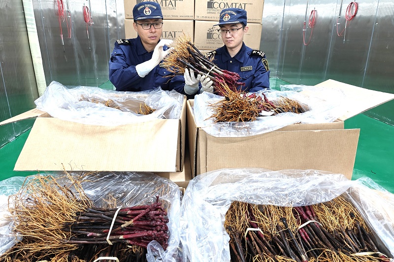 1.56万株法国葡萄苗经青岛空港进境(图) 1.56万株法国葡萄苗经青岛空港进境(图)