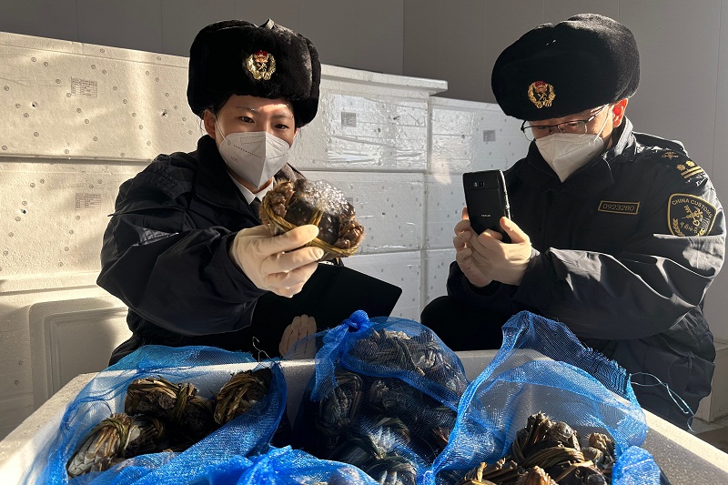 海关关员对出口河蟹开展现场查验+贾新瑜摄 海关关员对出口河蟹开展现场查验+贾新瑜摄