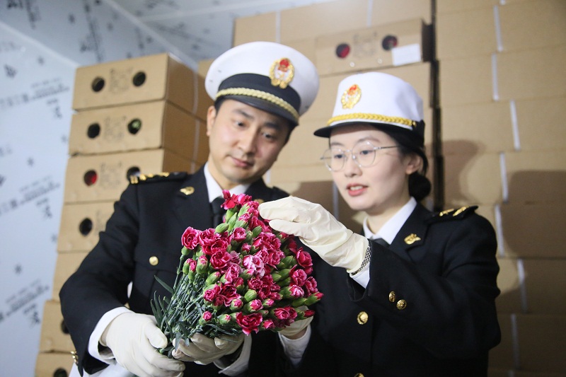 图为:关员到花卉出口企业开展属地查检工作+许方馨摄.JPG 图为:关员到花卉出口企业开展属地查检工作+许方馨摄.JPG