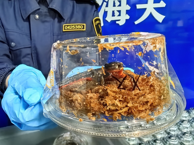 2025年3月，石家庄海关所属石家庄机场海关在进境邮件中查获的剑尾蝾螈。曹子淇摄