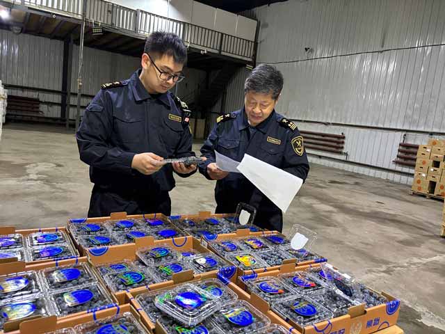 关员对出口蓝莓开展查检工作 关员对出口蓝莓开展查检工作