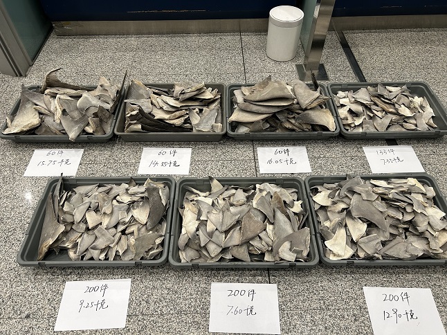 图为:首都机场海关查获鲨鱼翅、鳖裙边+梁益菲 图为:首都机场海关查获鲨鱼翅、鳖裙边+梁益菲