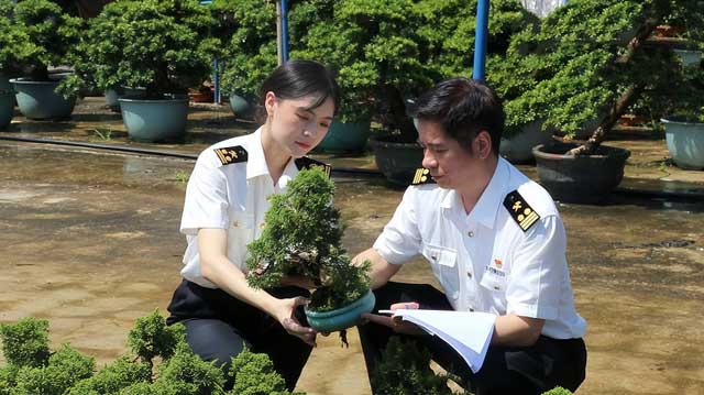 广州海关所属荔湾海关关员对一批超1.5万株出口至新加坡的花卉苗木开展检疫监管 广州海关所属荔湾海关关员对一批超1.5万株出口至新加坡的花卉苗木开展检疫监管