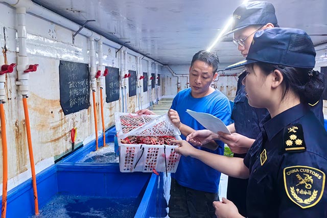江门海关所属阳江海关针对抽批抽中的情况,选派关员在池边车旁开展查验,减少海产品上岸等待时间,让虾、蟹、鱼等水生动物存活率提升至95%以上 江门海关所属阳江海关针对抽批抽中的情况,选派关员在池边车旁开展查验,减少海产品上岸等待时间,让虾、蟹、鱼等水生动物存活率提升至95%以上