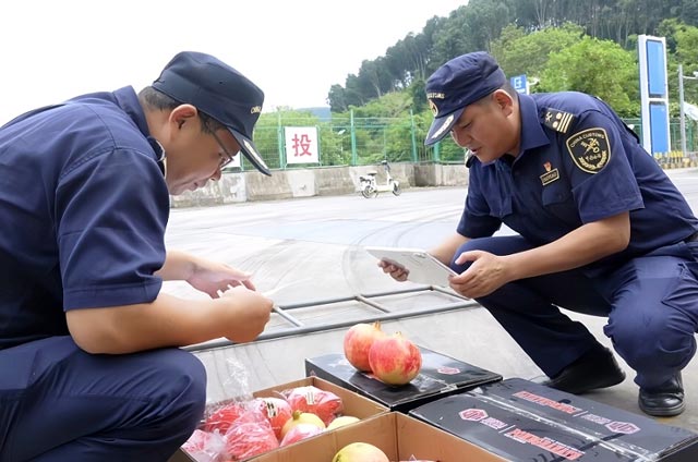 昆明海关所属西双版纳海关驻关累办事处关员在关累港口岸对出口石榴进行查验 昆明海关所属西双版纳海关驻关累办事处关员在关累港口岸对出口石榴进行查验