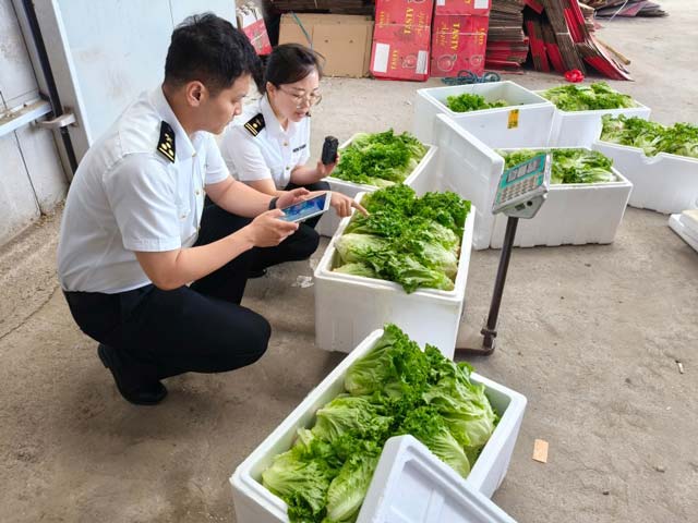 关员现场查验出口蔬菜 关员现场查验出口蔬菜