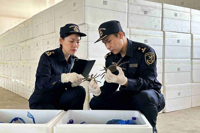 大连海关所属盘锦海关关员对出口活河蟹开展现场查检 大连海关所属盘锦海关关员对出口活河蟹开展现场查检