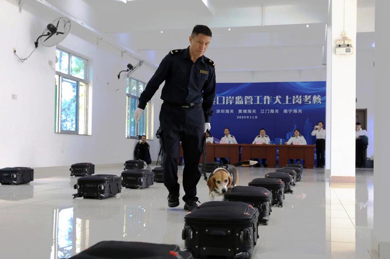 广州海关监管工作犬在考核中对可能藏有违禁物品的行李箱开展搜索