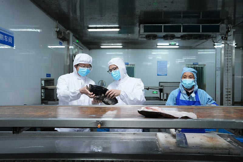 杭州海关关员正在监管验放出口的千岛湖鱼头