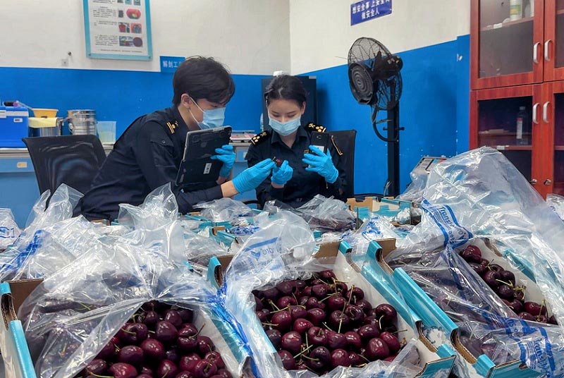 广州白云国际机场关员对进口车厘子进行监管 