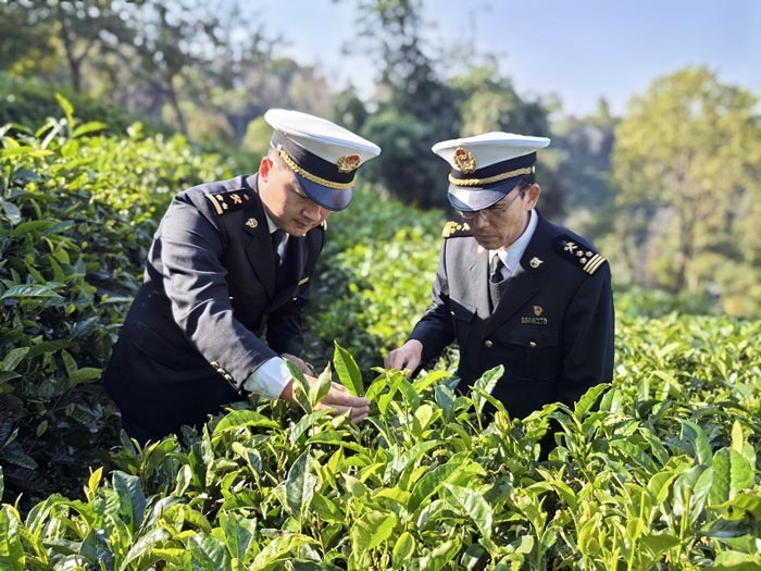 关员在出口茶叶种植基地开展监管