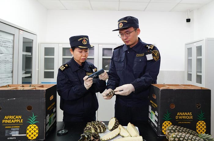 长沙黄花机场海关关员对进口的贝宁菠萝进行查验