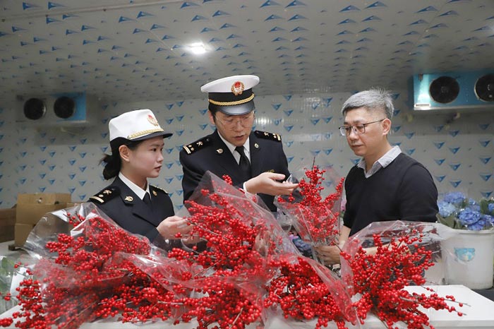 关员在对供澳鲜切花开展属地查检 关员在对供澳鲜切花开展属地查检
