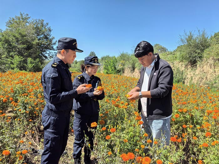 兰州海关所属天水海关关员对出口万寿菊提取物企业开展监管 兰州海关所属天水海关关员对出口万寿菊提取物企业开展监管
