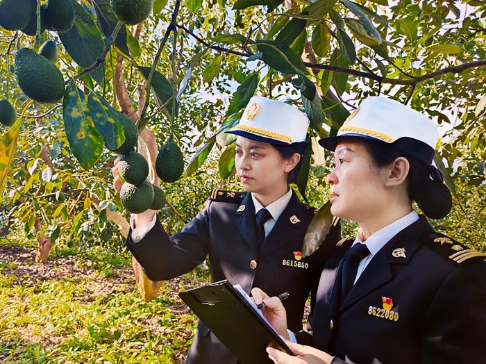 昆明海关所属腾冲海关关员在云南省龙陵县出境包装厂对出口牛油果进行属地查检