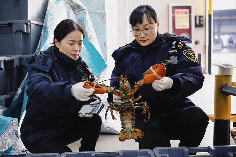 关员对一批进口波士顿龙虾进行查验