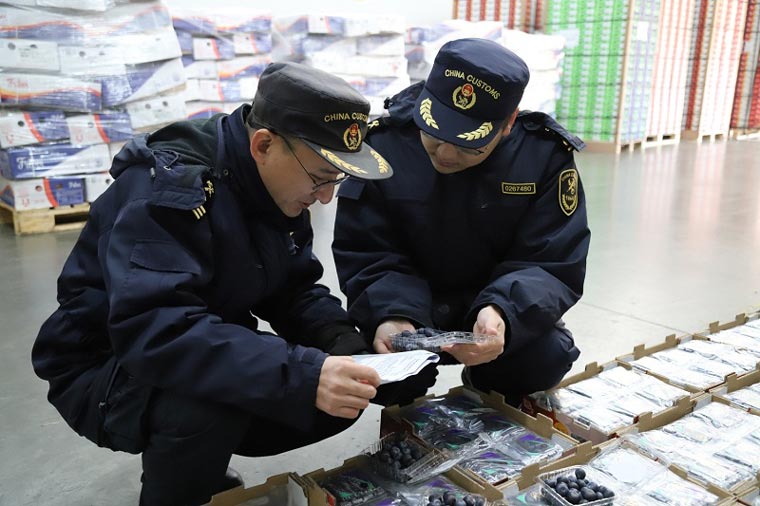天津东疆关员对一票进口秘鲁蓝莓实施检验检疫 天津东疆关员对一票进口秘鲁蓝莓实施检验检疫