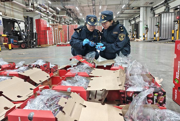 关员对广州南沙口岸2026年首批进口车厘子进行监管 关员对广州南沙口岸2026年首批进口车厘子进行监管