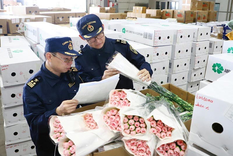 关员在昆明机场口岸对出口鲜切花进行检查 关员在昆明机场口岸对出口鲜切花进行检查
