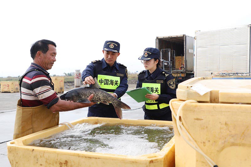 中山海关关员对供港澳活鱼开展属地查检