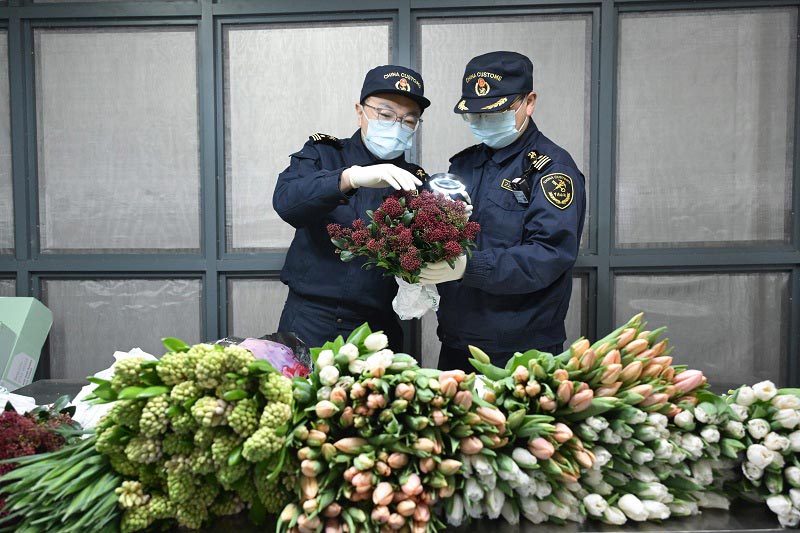浦东机场海关关员高效验放进口鲜切花 浦东机场海关关员高效验放进口鲜切花