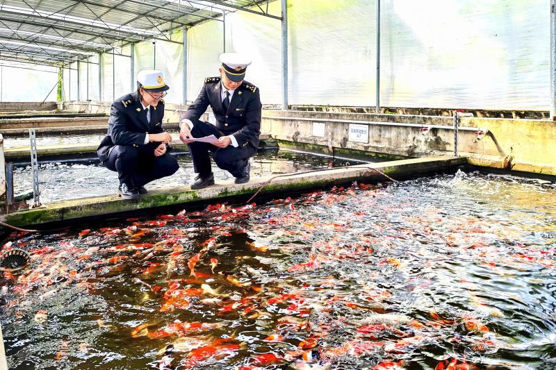 江门海关所属开平海关关员对出口锦鲤进行监管