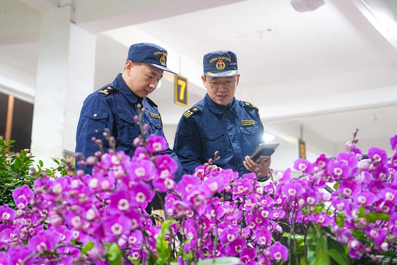 文锦渡海关关员快速验放供港年花 文锦渡海关关员快速验放供港年花