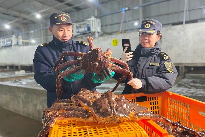 青岛海关所属烟台海关关员对进口帝王蟹进行现场监管 青岛海关所属烟台海关关员对进口帝王蟹进行现场监管