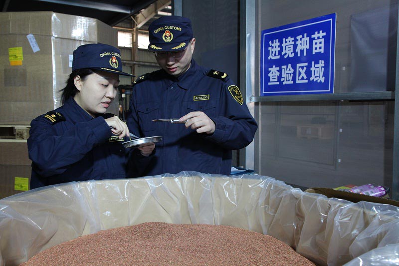 关员在对进境种子进行查验