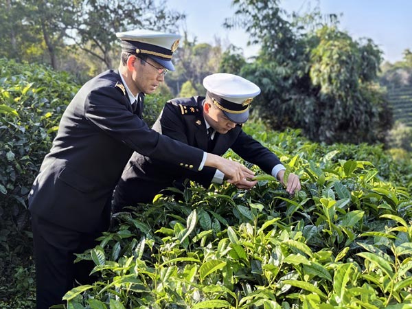 昆明海关所属思茅海关关员在云南省普洱市出口茶叶种植基地开展监管