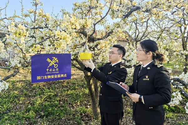 海关关员在果园悬挂实蝇诱捕器