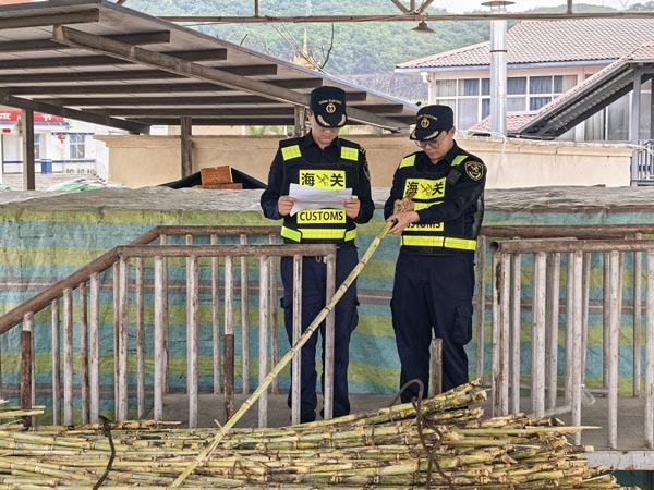 关员在打洛口岸查验货场对进口甘蔗进行查验