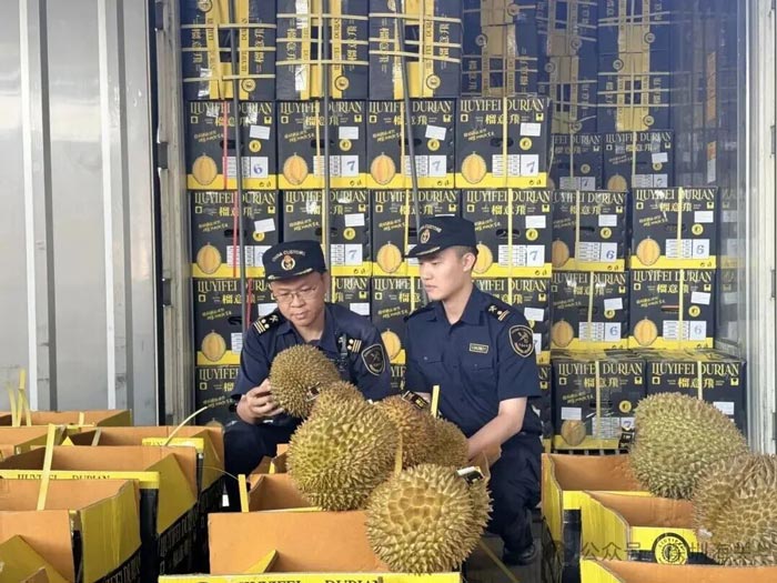 近300吨泰国榴莲抢鲜登陆蛇口