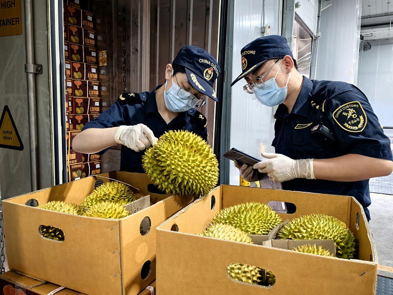 关员在磨憨铁路口岸对进口鲜榴莲进行查验 关员在磨憨铁路口岸对进口鲜榴莲进行查验