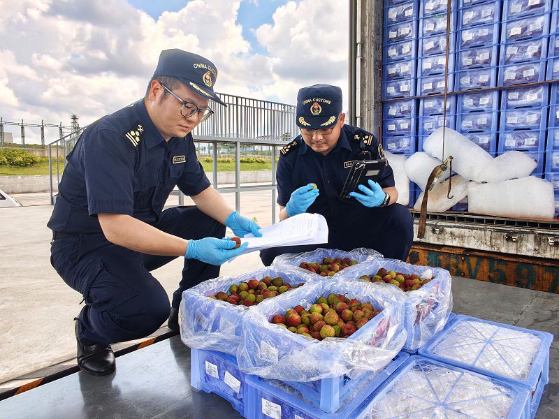 关员在红河综保区出口农产品综合服务中心查验出口荔枝 关员在红河综保区出口农产品综合服务中心查验出口荔枝