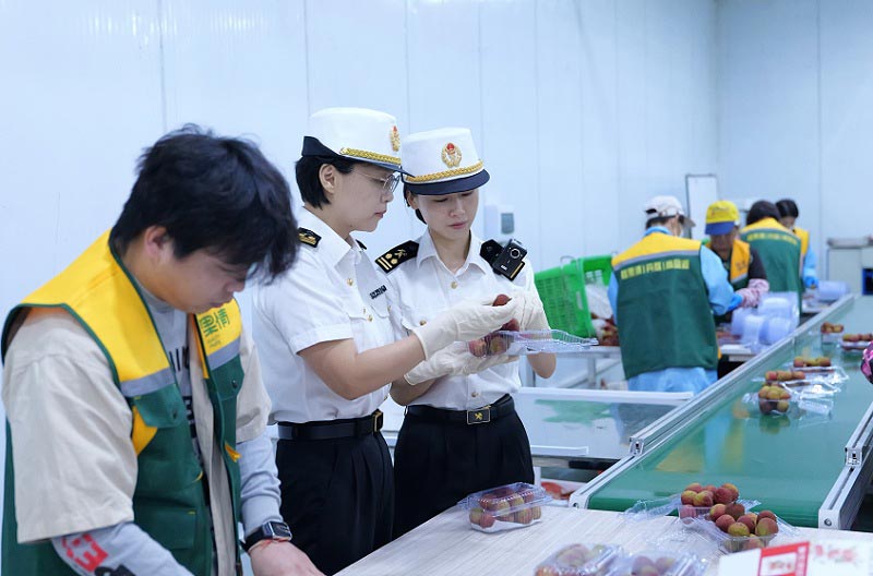增城海关关员对出口荔枝进行现场监管 增城海关关员对出口荔枝进行现场监管