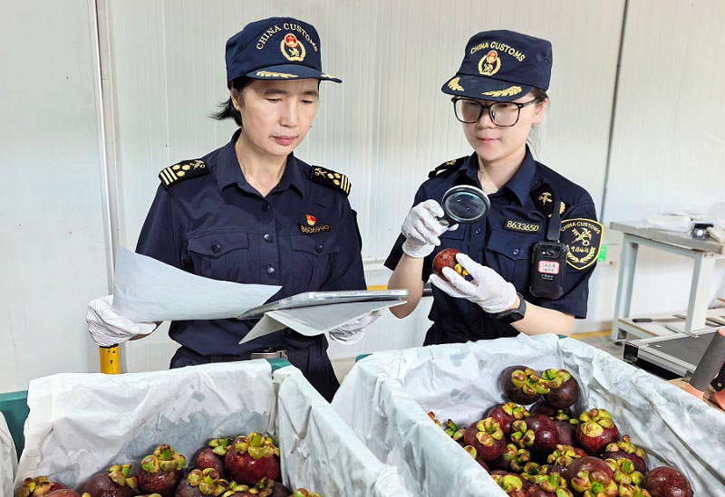 关员在关累港口岸对进口鲜山竹进行查验 关员在关累港口岸对进口鲜山竹进行查验