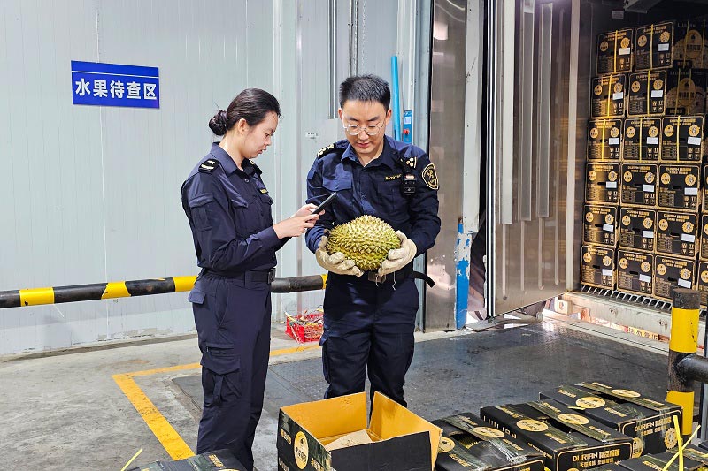 关员在磨憨铁路口岸对进口泰国鲜榴莲进行查验