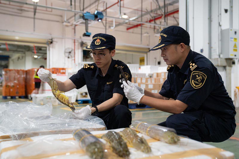 深圳机场海关关员对进口鲜活虾蛄开展查验监管 深圳机场海关关员对进口鲜活虾蛄开展查验监管